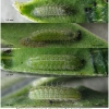 pleb argyrognomon larva2 volg